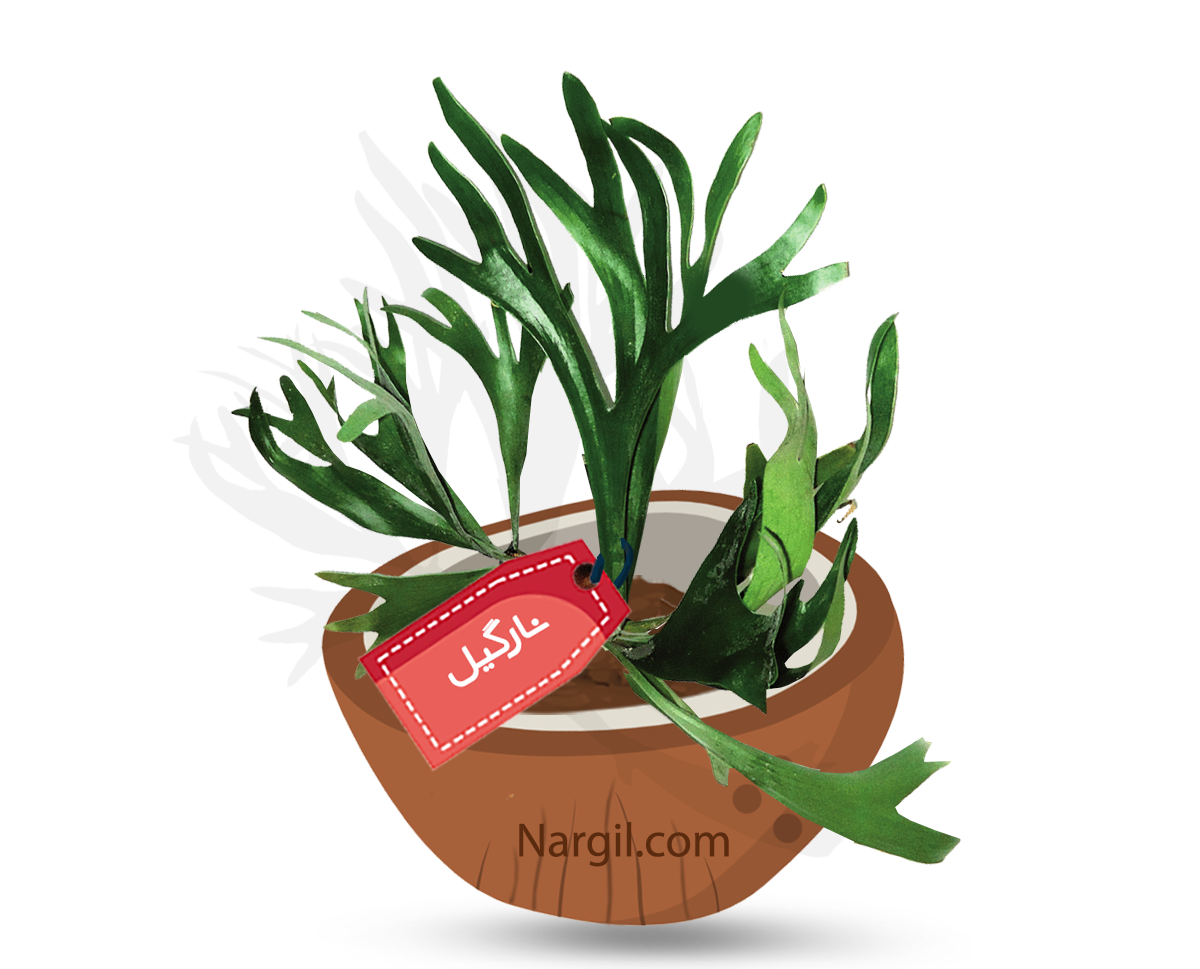 Nargil - Elkhorn Fern